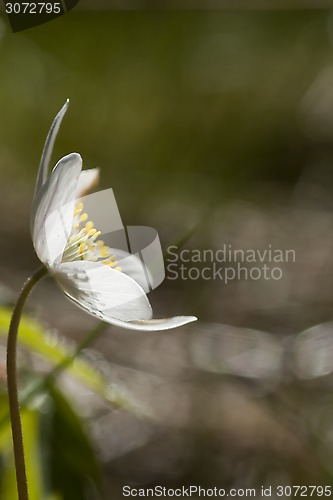 Image of wood anemone