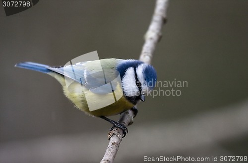 Image of blue tit