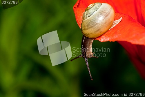 Image of snail