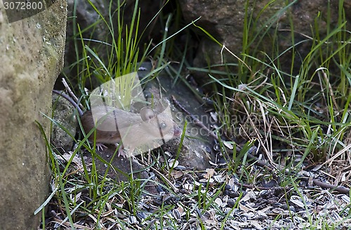 Image of garden mouse