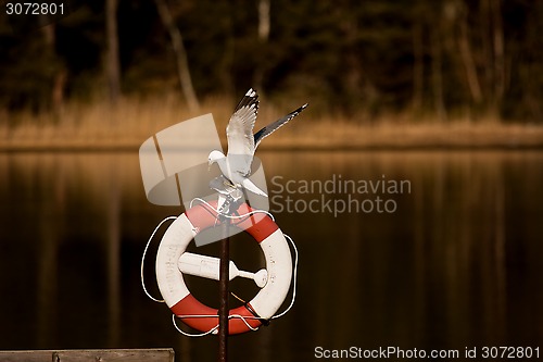 Image of gulls