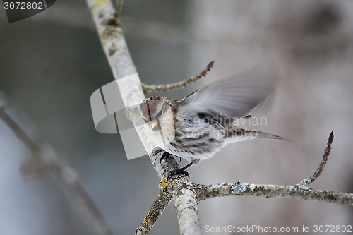 Image of redpoll