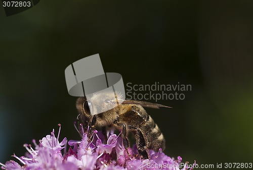 Image of bee