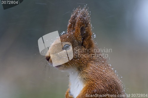 Image of red squirrel