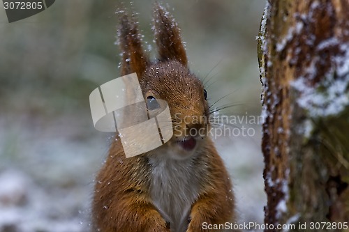 Image of red squirrel