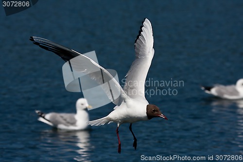 Image of flying gull