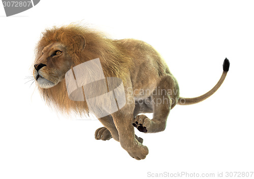 Image of Jumping Lion