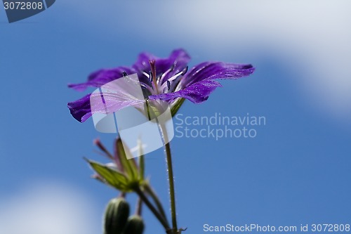 Image of cranesbill