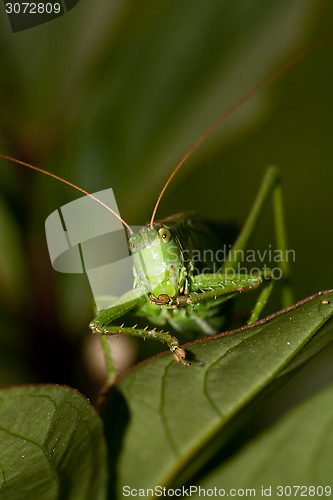 Image of grasshopper