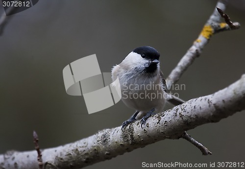 Image of marsh tit