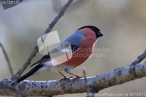 Image of male bullfinch