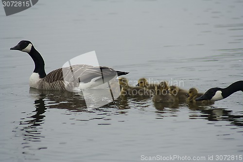 Image of canadian geese