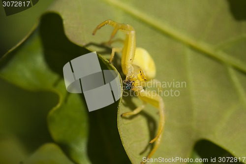 Image of yellow crab spider