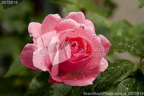Image of wet rose