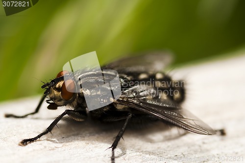 Image of common fly