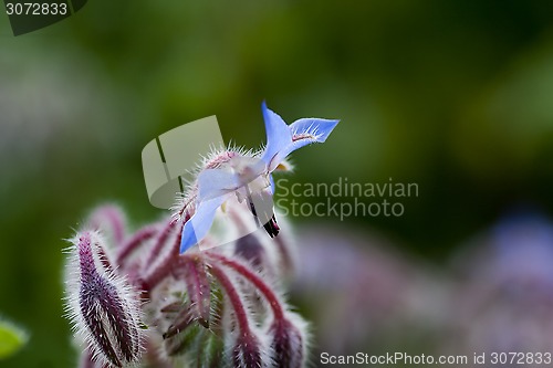 Image of blue borago