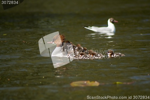 Image of common merganser