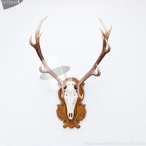 Image of Antlers of a huge stag on white wall.