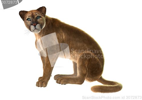 Image of Puma