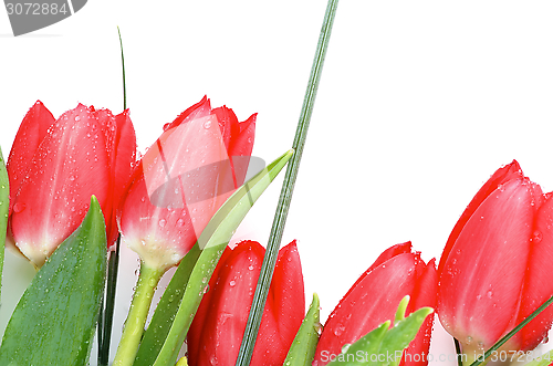 Image of Spring Tulips