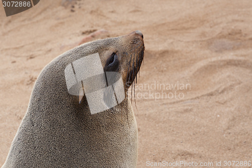 Image of portrait of Brown fur seal - sea lions in Namibia