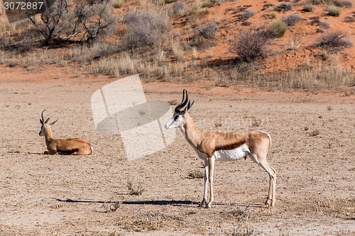 Image of Springbok Antidorcas marsupialis in kgalagadi, South Africa