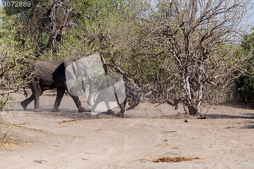 Image of African Elephant in Chobe National Park