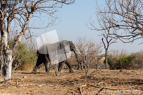 Image of African Elephant in Chobe National Park