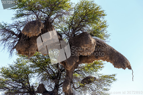 Image of African sociable weaver big nest on tree