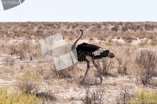 Image of Ostrich Struthio camelus, in Kgalagadi, South Africa