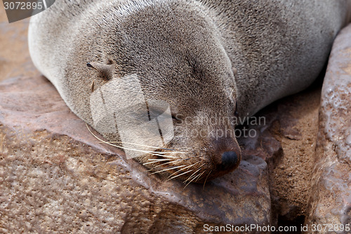 Image of portrait of Brown fur seal - sea lions in Namibia