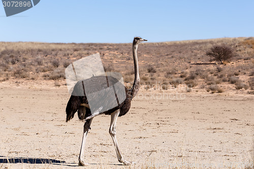 Image of Ostrich Struthio camelus, in Kgalagadi, South Africa