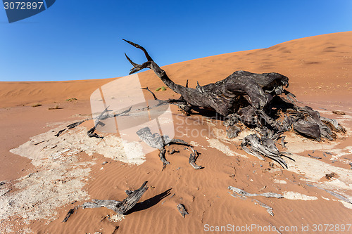 Image of Sossusvlei beautiful landscape of death valley, namibia