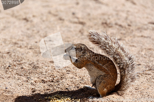 Image of South African ground squirrel Xerus inauris