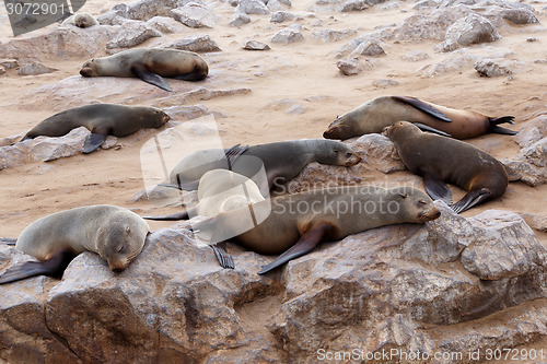 Image of huge colony of Brown fur seal - sea lions in Namibia