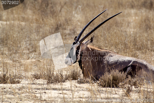 Image of portrait of Gemsbok, Oryx gazella