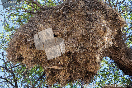 Image of African sociable weaver big nest on tree