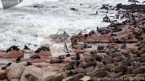 Image of huge colony of Brown fur seal - sea lions in Namibia