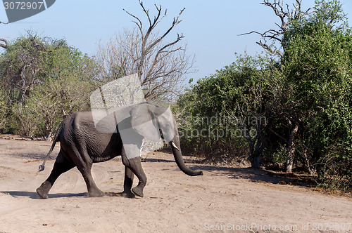 Image of African Elephant in Chobe National Park