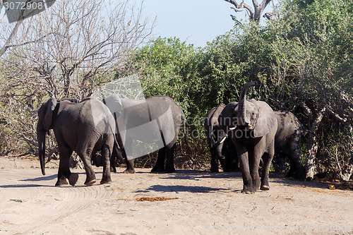 Image of African Elephant in Chobe National Park