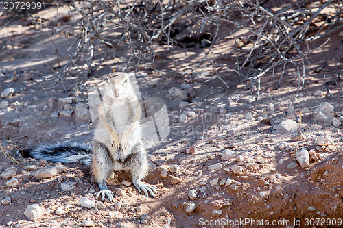 Image of South African ground squirrel Xerus inauris