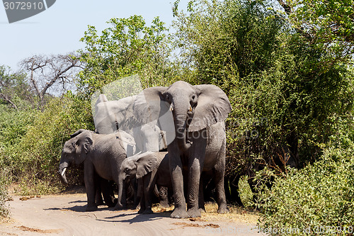 Image of African Elephant in Chobe National Park