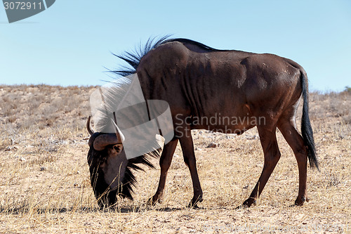 Image of wild (Connochaetes taurinus) Blue Wildebeest Gnu grazing