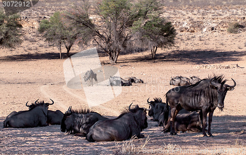 Image of wild (Connochaetes taurinus) Blue Wildebeest Gnu