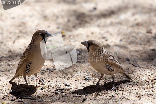 Image of Sociable Weaver Bird at Kgalagadi