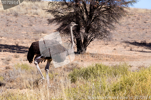 Image of Ostrich Struthio camelus, in Kgalagadi, South Africa