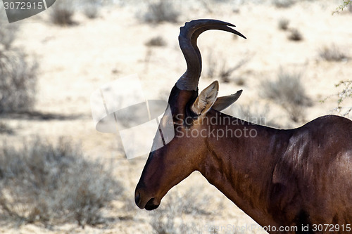 Image of A Common tsessebe (Alcelaphus buselaphus) stood facing the camer