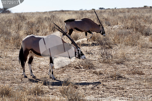 Image of Gemsbok, Oryx gazella