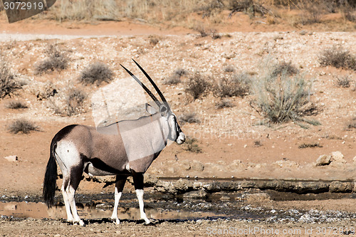 Image of Gemsbok, Oryx gazella