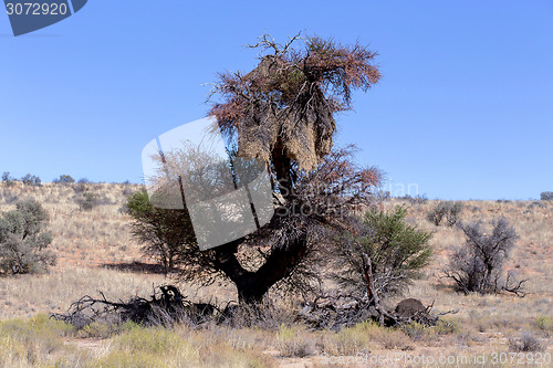 Image of African masked weaver big nest on tree